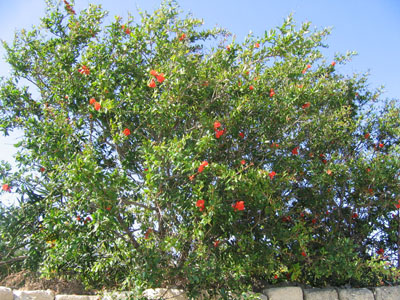 Гранатовое дерево