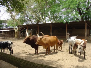 Рыжие быки с огромными рогами - подарок королю с Свазиланда из Конго (северная провинция). Здесь хорошо видно как малы ростом молодые бычки нгуни по сравнению c Watusi.
